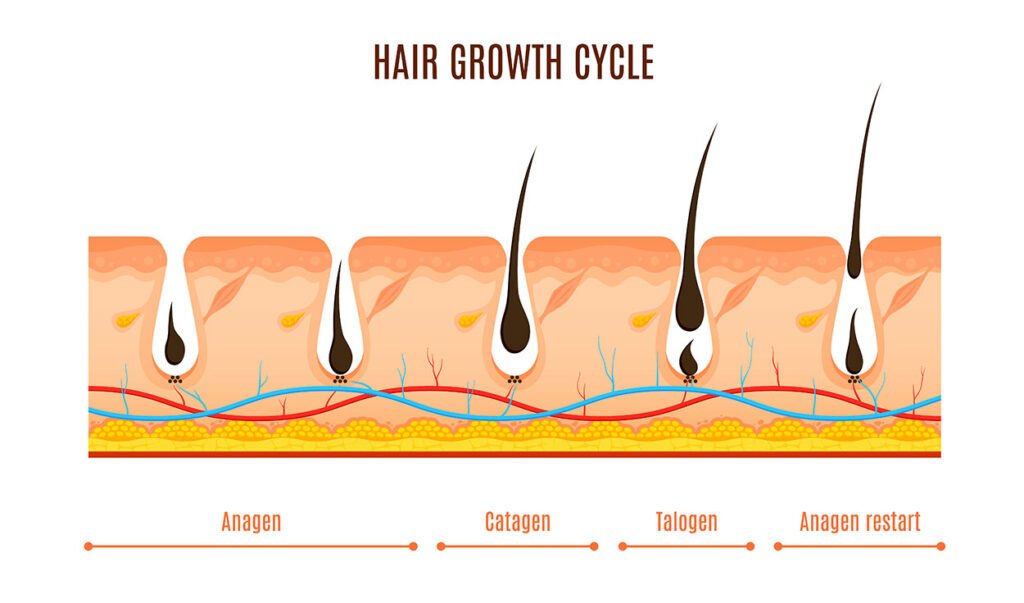 hair growth cycle phases
